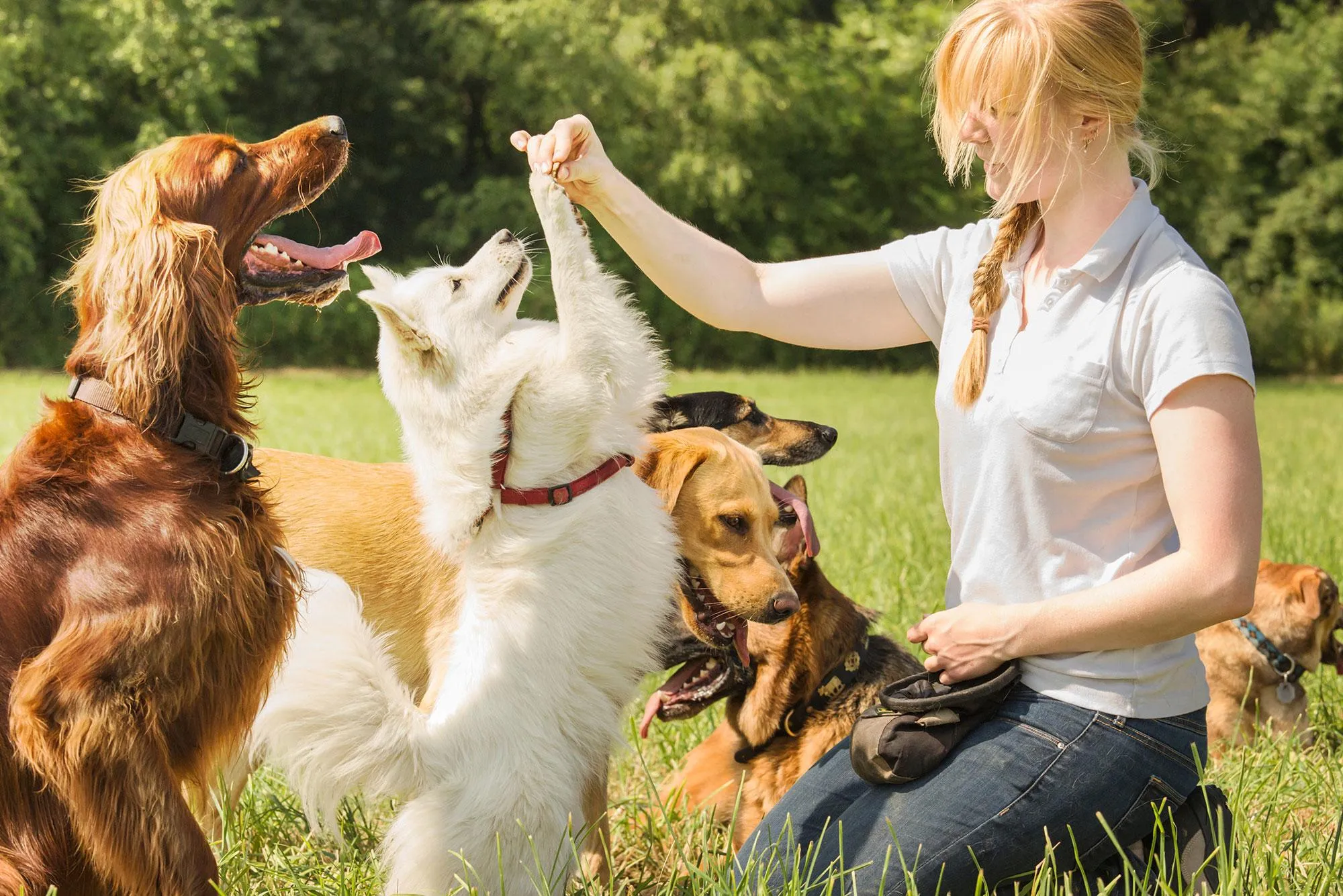 Dog Behavior Modification Programs That Transform Your Pet’s Life